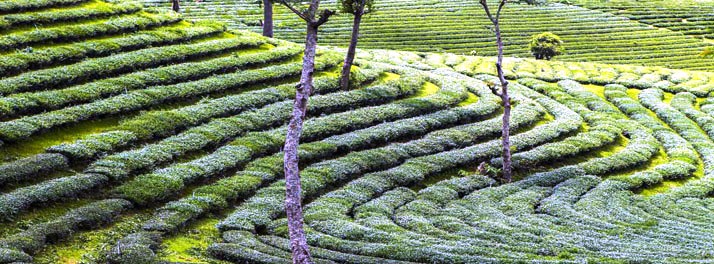 548/Ragamaya Resort & Spa - Munnar 11.jpg